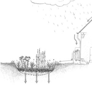 Jardin de pluie avec sa v&eacute;g&eacute;tation (typhas, iris des marais, salicaires) et son syst&egrave;me de d&eacute;rivation